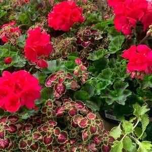 Three (3) generous size cuttings for $10